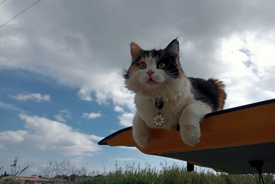 Alerte Disparition Chat croisement Femelle , 1 ans Málaga Espagne