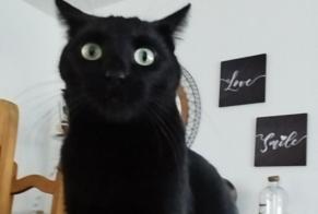 Alerte Disparition Chat Femelle , 4 ans La Séauve-sur-Semène France