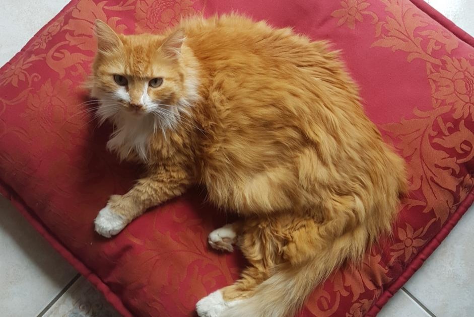 Alerte Disparition Chat  Mâle , 11 ans Saint-Hilaire-Saint-Mesmin France