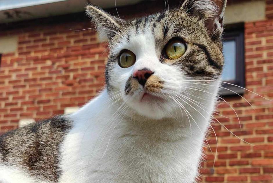 Alerte Disparition Chat croisement Mâle , 2 ans Manage Belgique