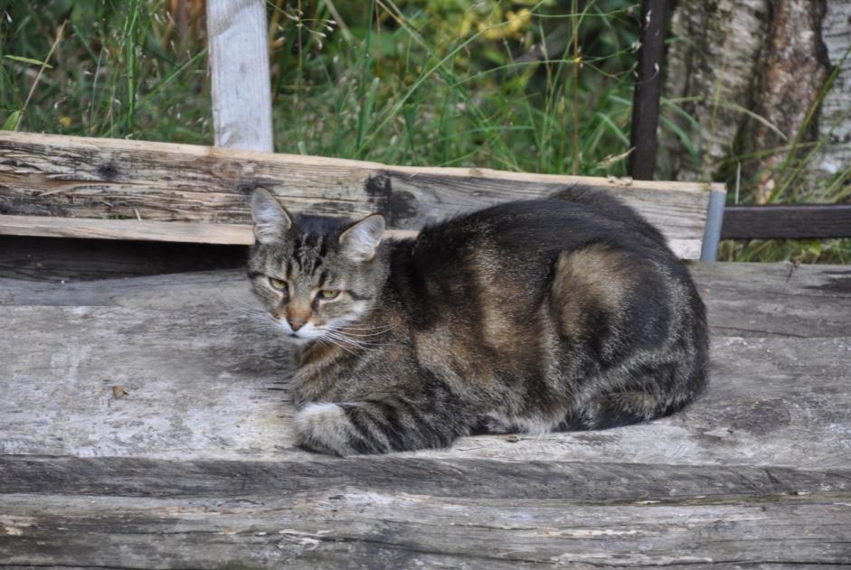 Alerte Disparition Chat Mâle , 13 ans Blonay - Saint-Légier Suisse