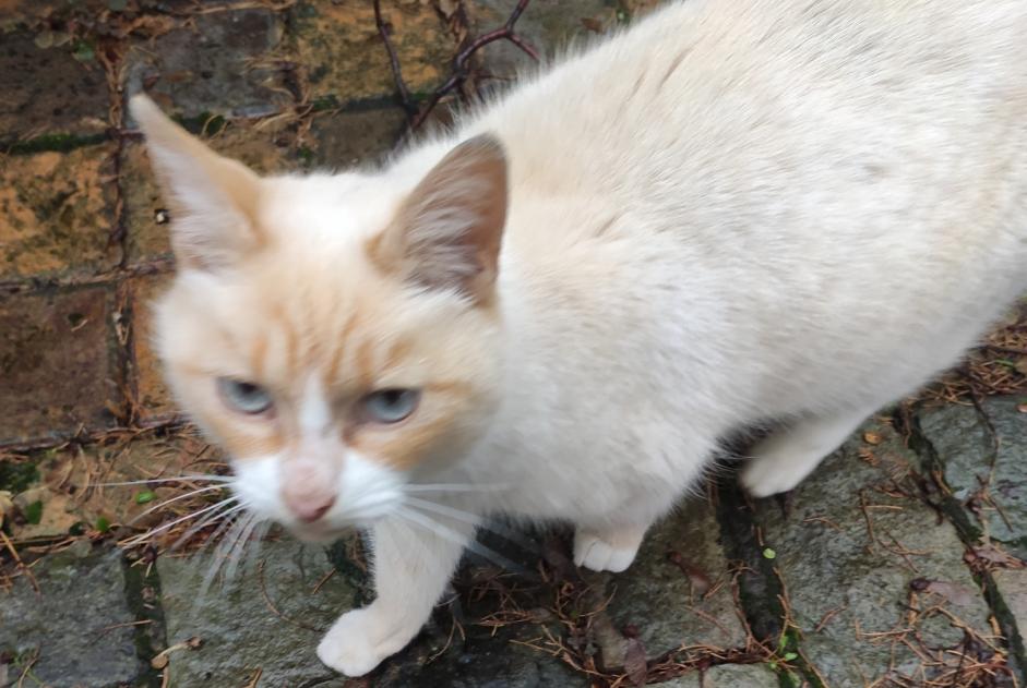 Alerte Découverte Chat Femelle La Louvière Belgique