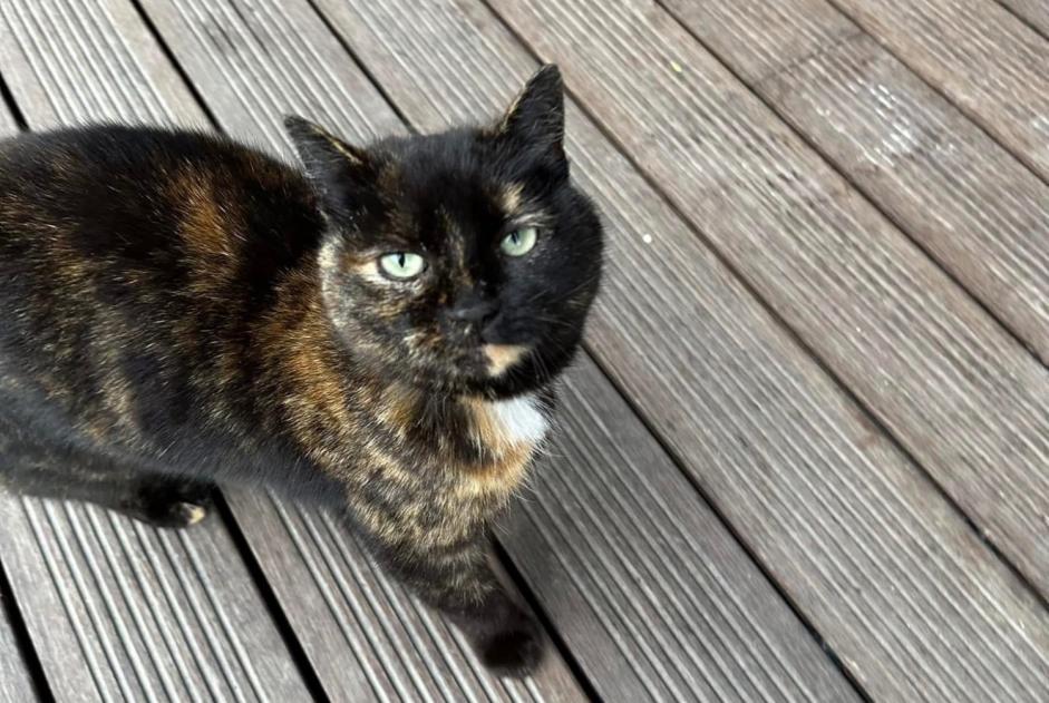 Alerte Découverte Chat Femelle , 3 ans Massongex Suisse