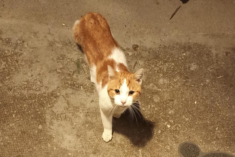 Alerte Découverte Chat croisement Mâle Montbéliard France