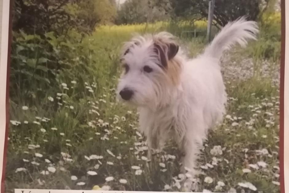 Alerte Disparition Chien  Mâle , 10 ans Chêne-Bourg Suisse