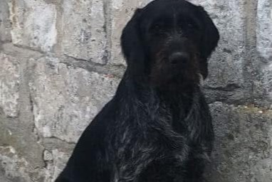 Alerte Disparition Chien  Femelle , 8 ans Huismes France