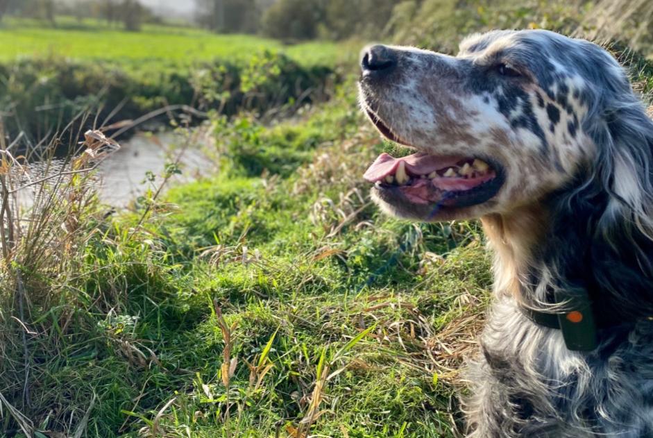 Alerte Disparition Chien  Mâle , 11 ans Plénée-Jugon France