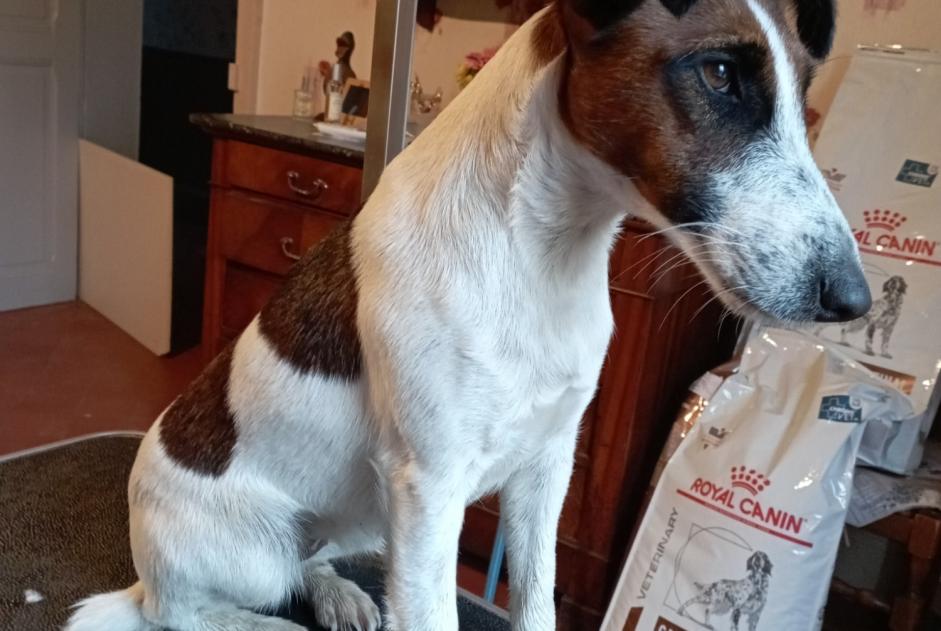 Alerte Disparition Chien  Femelle , 2 ans Chivy-lès-Étouvelles France