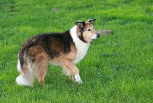 Alerte Disparition Chien croisement Femelle , 15 ans Colombier France