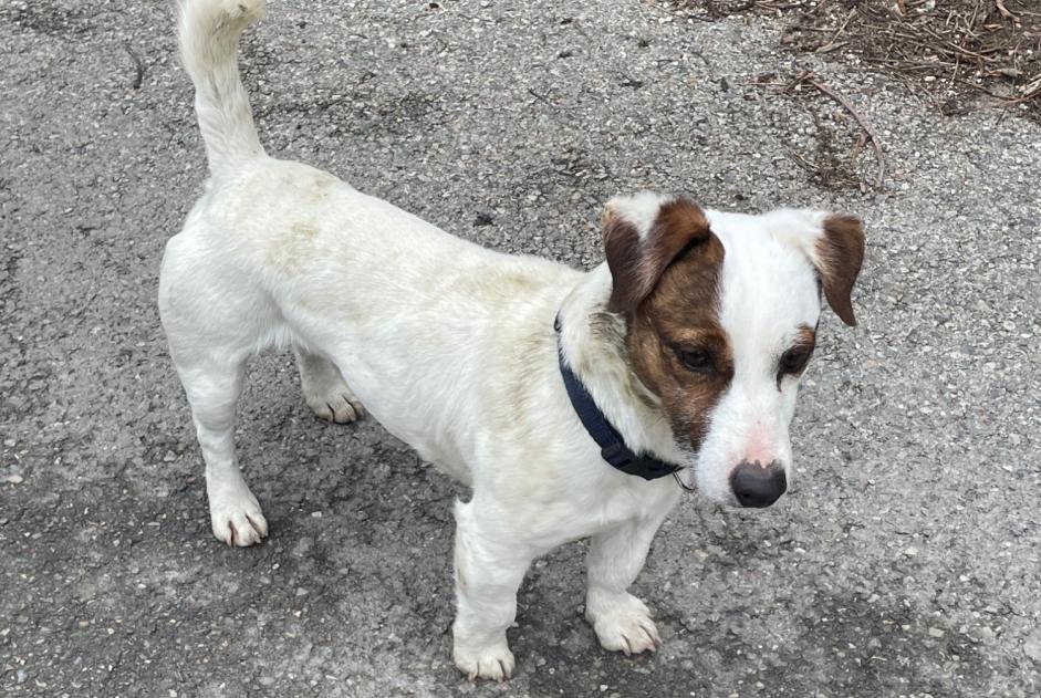 Alerte Découverte Chien  Mâle Entraigues-sur-la-Sorgue France