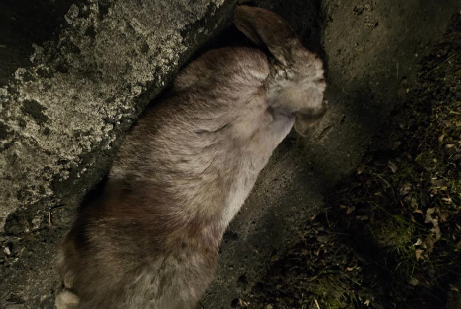 Alerte Découverte Lapin Inconnu Ath Belgique