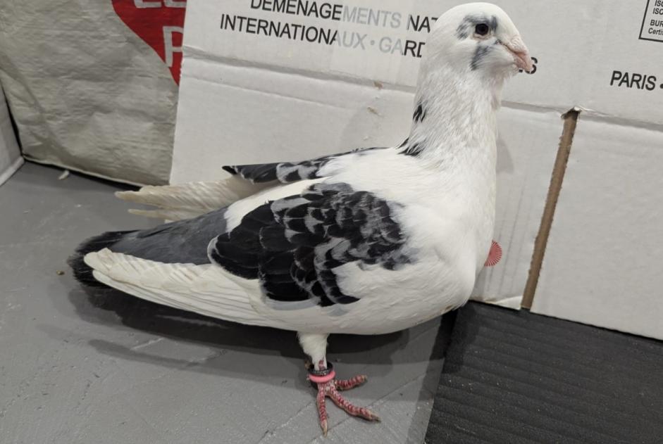 Alerte Découverte Oiseau Inconnu Salaise-sur-Sanne France