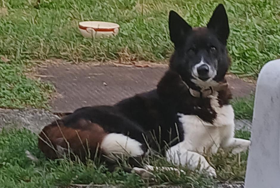 Avviso scomparsa Cane incrocio di razze Maschio , 12 anni Estadens Francia