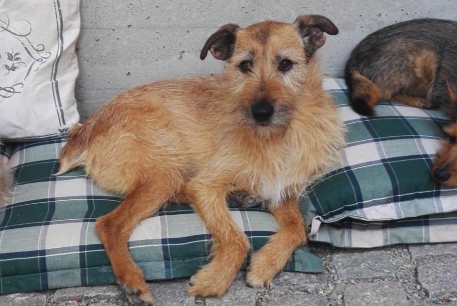 Avviso scomparsa Cane incrocio di razze Maschio , 15 anni Kunheim Francia