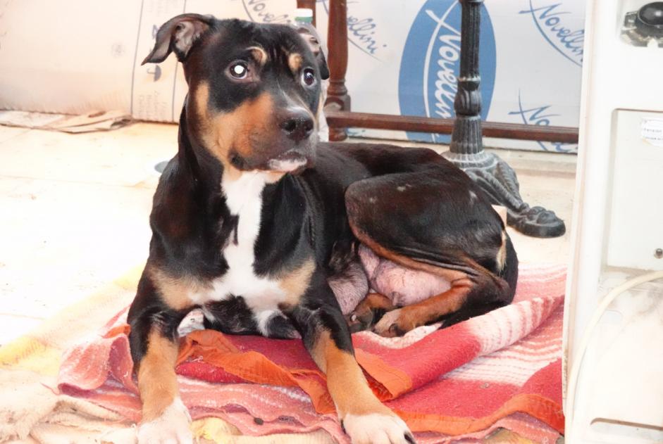 Avviso Ritrovamento Cane incrocio di razze Femmina , 2 anni Cour-Maugis-sur-Huisne Francia