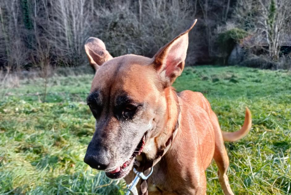 Avviso Ritrovamento Cane incrocio di razze Femmina Renaison Francia