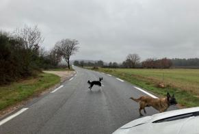 Avviso Ritrovamento Cane  Femmina Néoules Francia