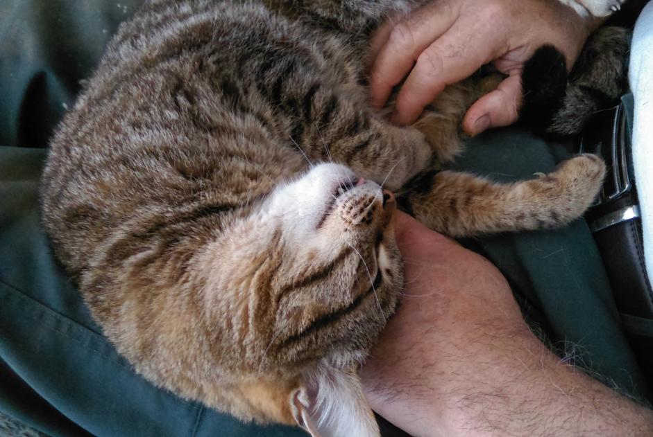 Avviso scomparsa Gatto  Maschio , 17 anni Kervignac Francia