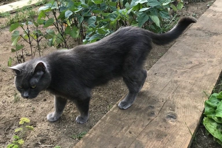 Avviso scomparsa Gatto Femmina , 17 anni Saint-Pierre-en-Auge Francia