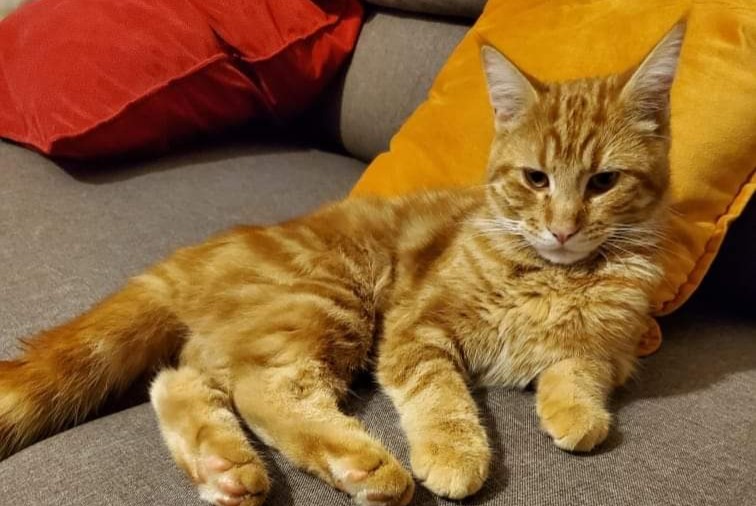 Avviso scomparsa Gatto Maschio , 2 anni Troyes Francia