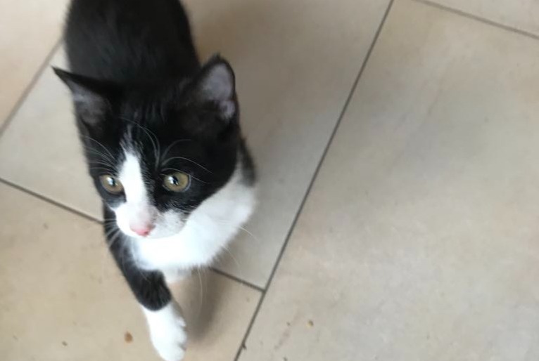 Avviso scomparsa Gatto Femmina , 1 anni Ans Belgio