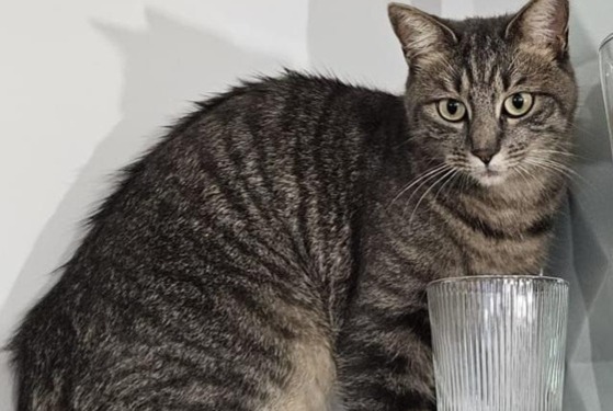 Avviso scomparsa Gatto incrocio di razze Femmina , 3 anni Le Bouscat Francia