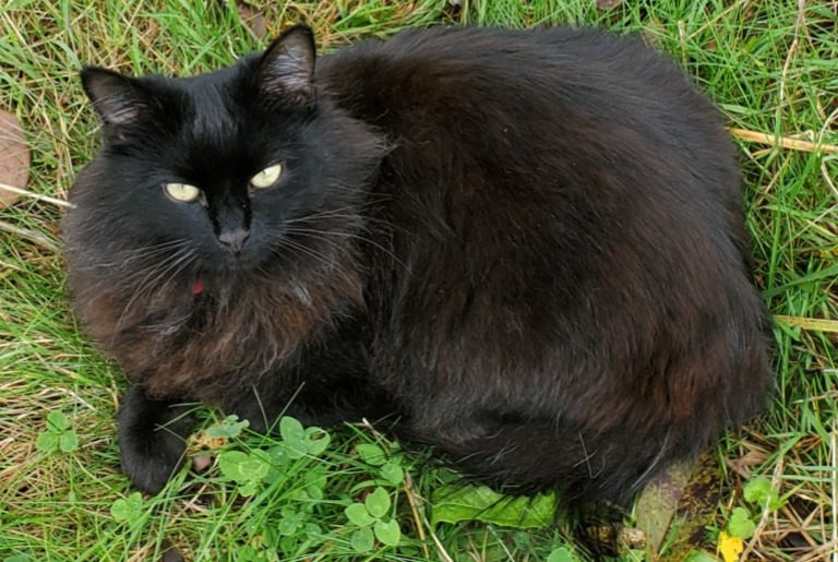 Avviso scomparsa Gatto Maschio , 3 anni Lausanne Svizzera