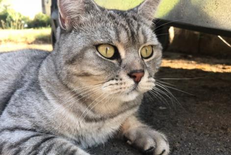 Avviso scomparsa Gatto  Maschio , 11 anni Floing Francia