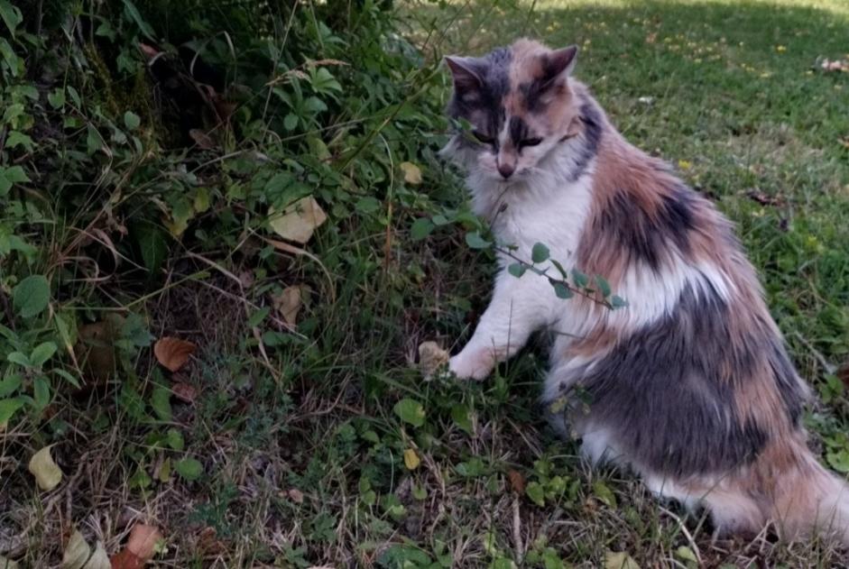 Avviso scomparsa Gatto Femmina , 18 anni Paris Francia