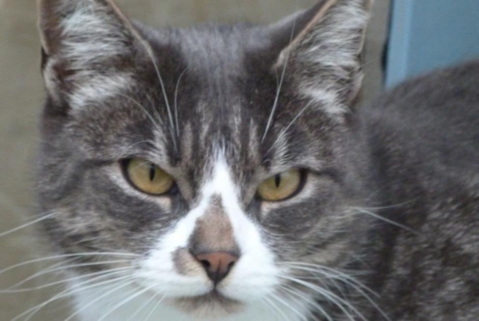 Avviso scomparsa Gatto Maschio , 11 anni Brem-sur-Mer Francia