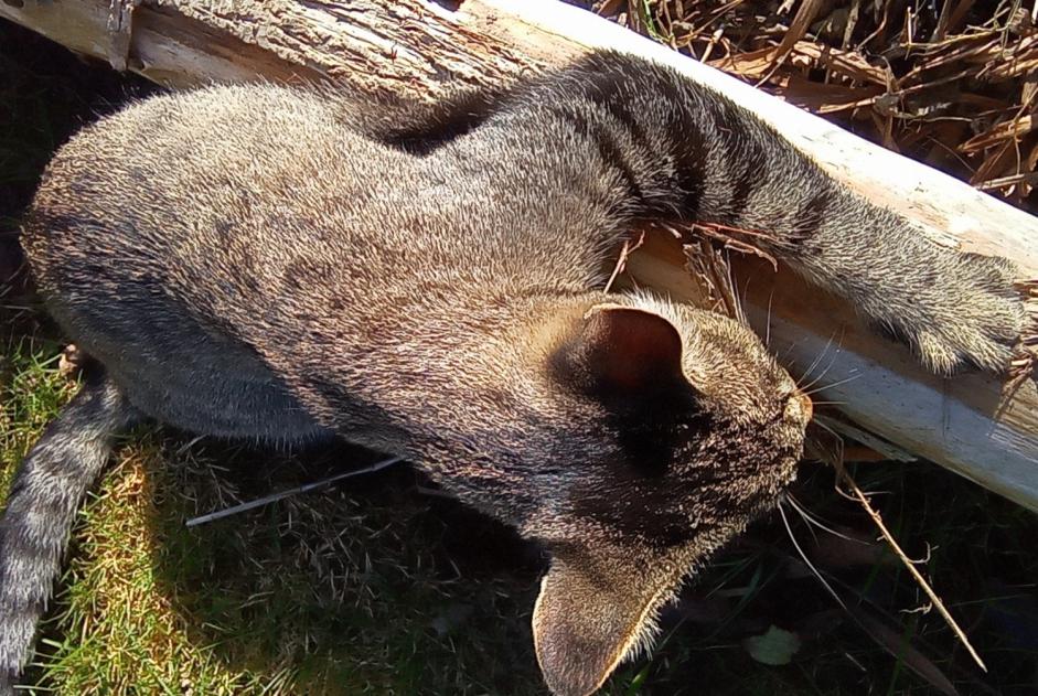 Avviso scomparsa Gatto incrocio di razze Maschio , 5 anni Trégueux Francia