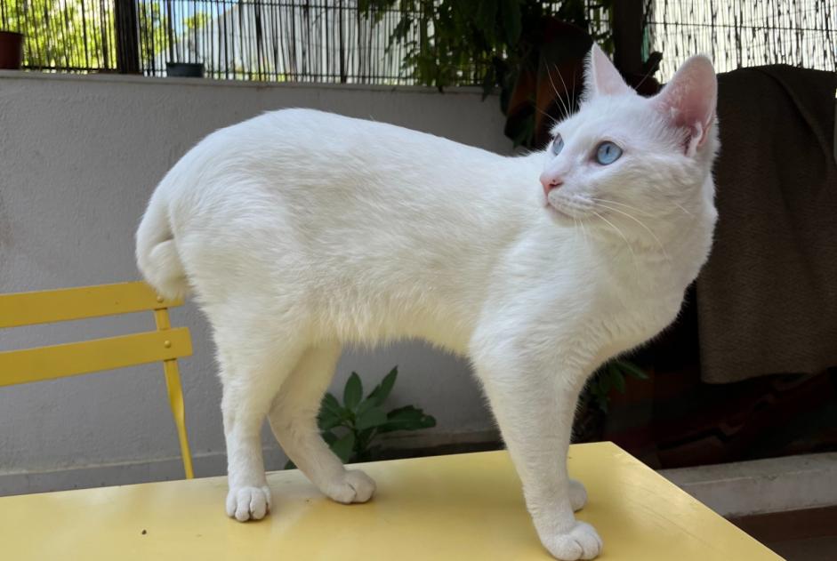 Avviso scomparsa Gatto  Maschio , 4 anni Lisboa Portogallo