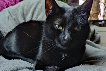 Avviso scomparsa Gatto incrocio di razze Femmina , 9 anni Liège Belgio