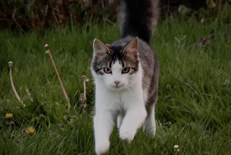 Avviso scomparsa Gatto incrocio di razze Maschio , 3 anni Ploubazlanec Francia