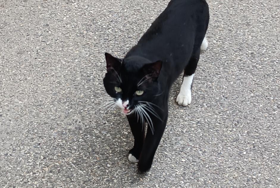 Avviso Ritrovamento Gatto Non conosciuta Marseille Francia