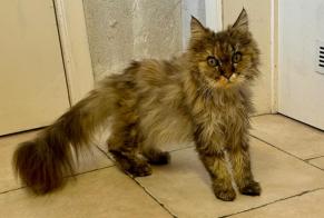 Avviso Ritrovamento Gatto Femmina Wavre Belgio