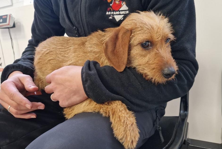 Ontdekkingsalarm Hond  Vrouwtje Saint-Ciers-d'Abzac Frankrijk