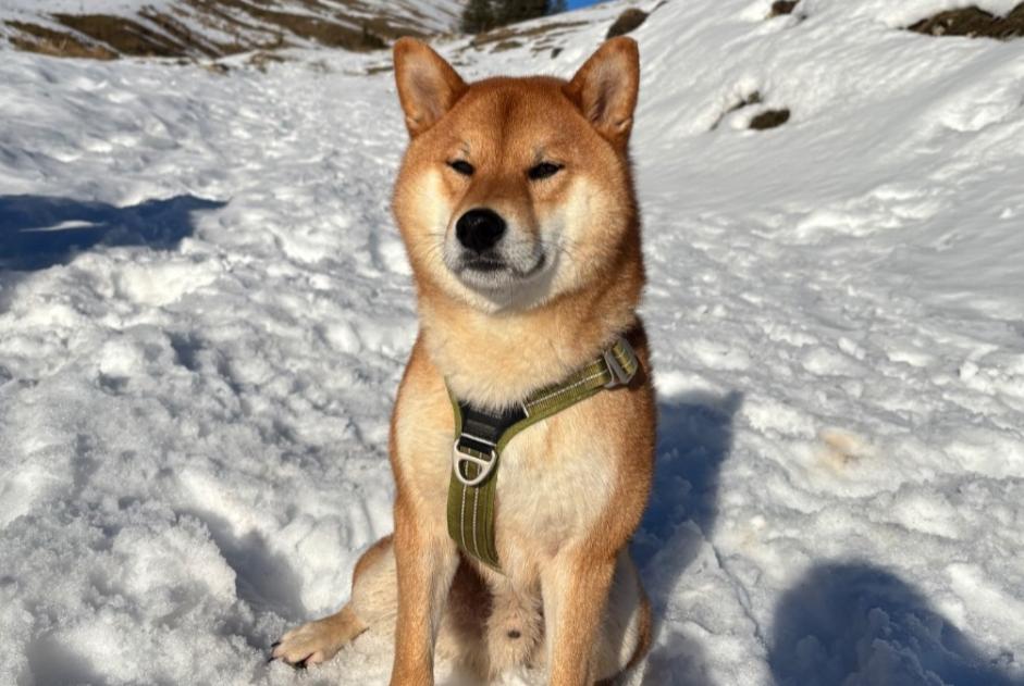 Verdwijningsalarm Hond  Mannetje , 4 jaar Bonnevaux Frankrijk