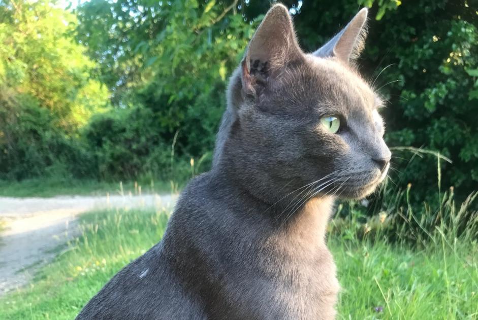 Verdwijningsalarm Kat  Mannetje , 6 jaar Beaumont Saint-Cyr Frankrijk