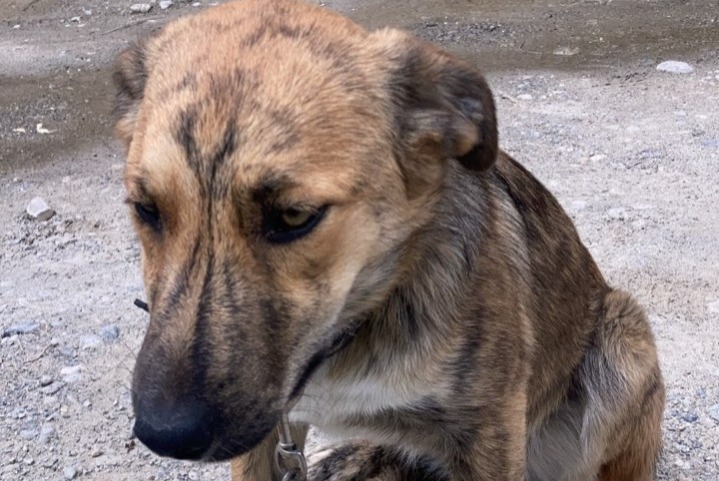 Alerta desaparecimento Cão cruzamento Fêmea , 2 anos Châteauroux-les-Alpes France