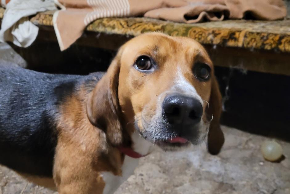 Alerta descoberta Cão Macho Pontaumur France