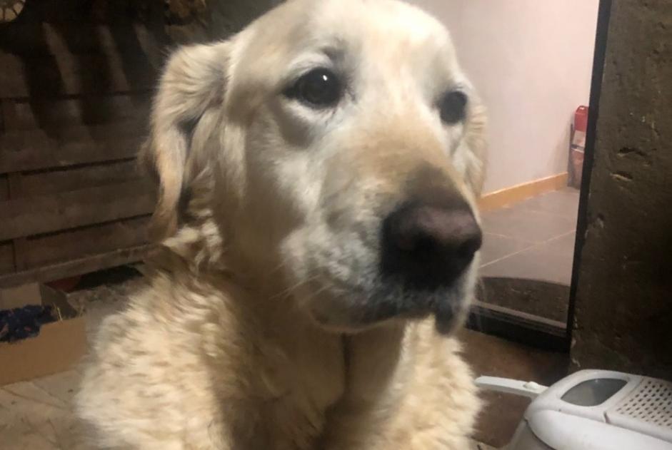 Alerta descoberta Cão  Macho Verneil-le-Chétif France