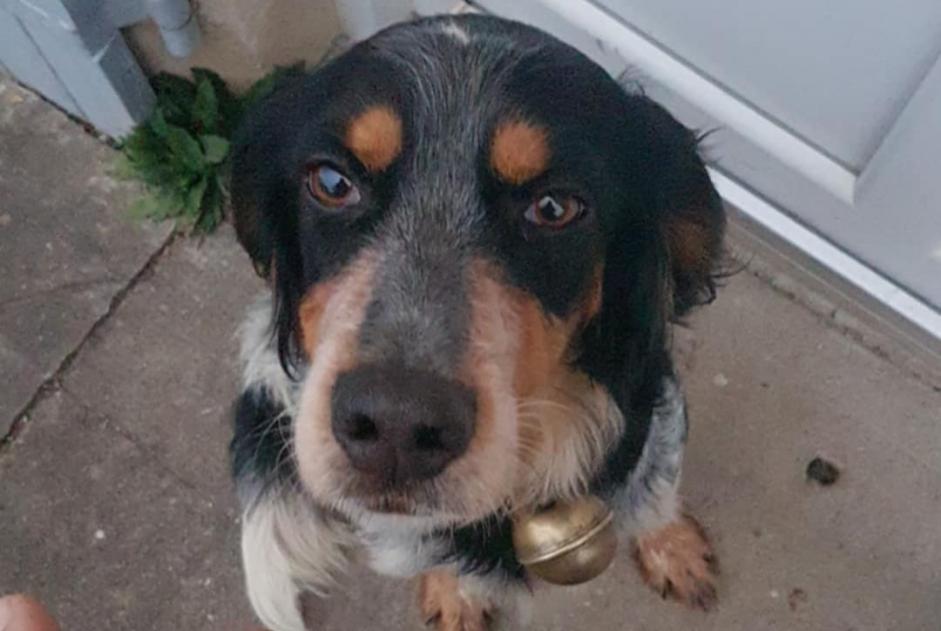 Alerta descoberta Cão cruzamento Fêmea Saint-Georges-Antignac France