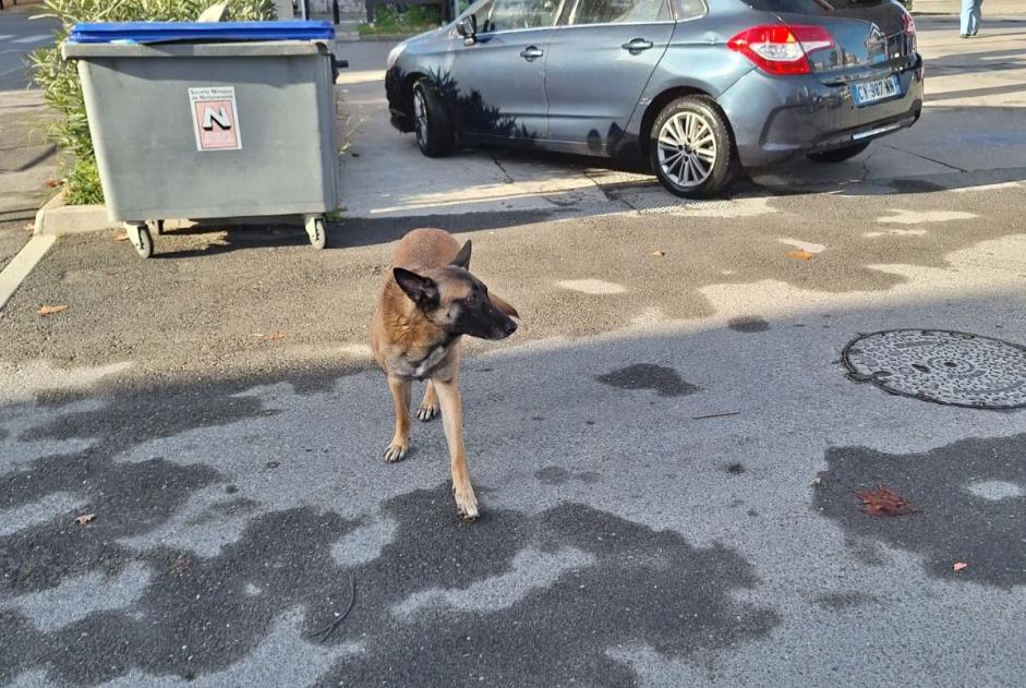 Alerta descoberta Cão  Macho Nîmes France