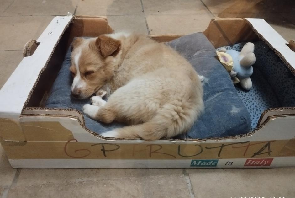 Alerta descoberta Cão Macho Faux-en-Périgord France