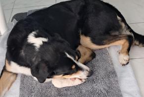 Alerta descoberta Cão Macho Boucau France