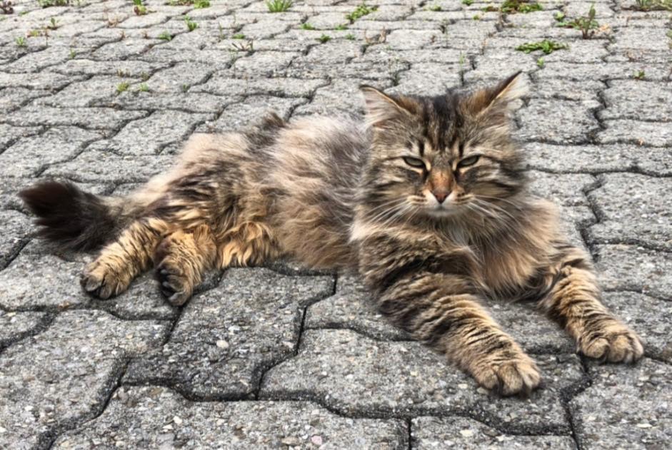 Alerta desaparecimento Gato cruzamento Macho , 9 anos Versoix Switzerland