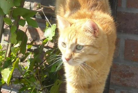 Alerta desaparecimento Gato Macho , 9 anos Liège Belgium