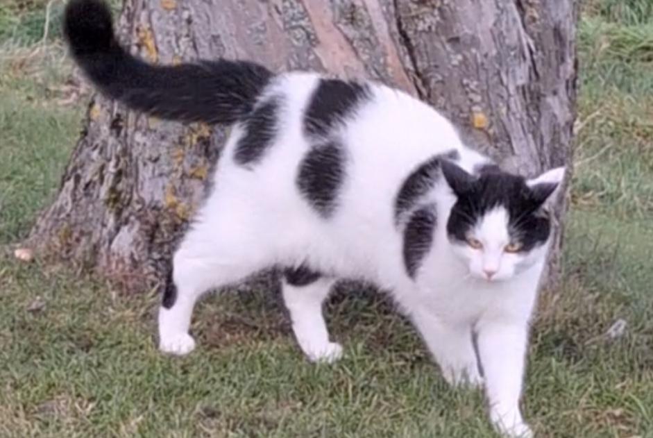 Alerta desaparecimento Gato Macho , 2 anos Treytorrens (Payerne) Switzerland