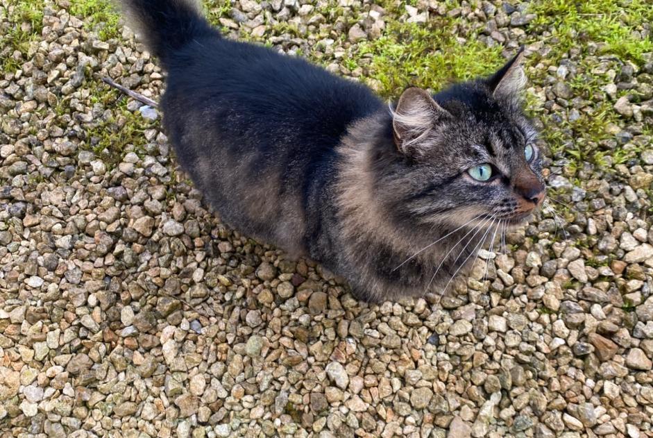 Alerta descoberta Gato cruzamento Macho Meursac France